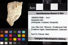 Foto (Objket + Etiketten) von Decapoda indet. 